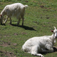 Illustration for article titled Oklahoma jail adopts goats to mow their lawn
